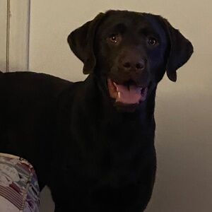 Meet your Posher, Brian